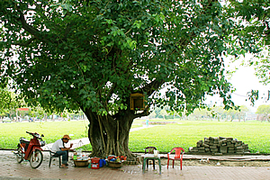 Artist under a tree