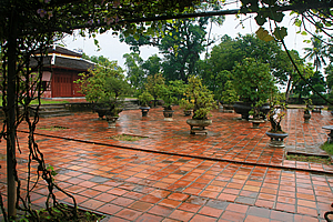 Courtyard of giant bonsai trees 