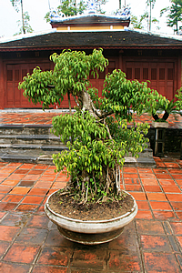 Huge bonsai tree