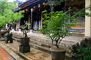 Bonsai trees by the temple