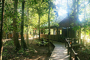 Eco camp in the trees