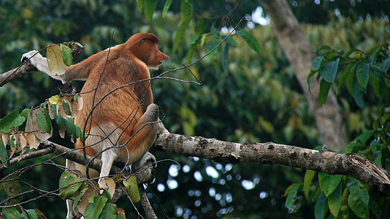 Monkeys of the Kinabatangan