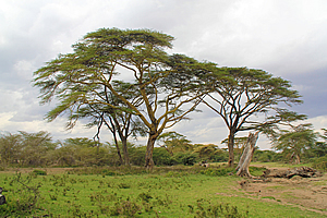 Acacia trees 