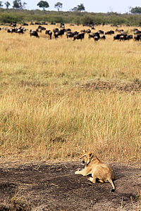 Lion watching the wildebeest 