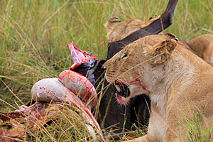 Lions eating a kill 