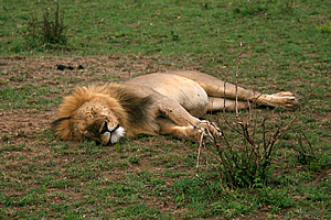 Lion resting after a big meal 
