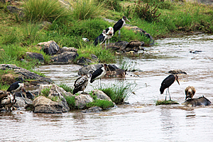 Feeding on carcasses in the Mara River 