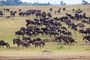 Wildebeest grazing on very short grass before the crossing 