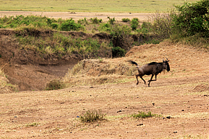 Sole wildebeest that made the crossing