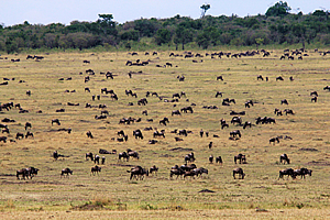Wildebeest on the other side 