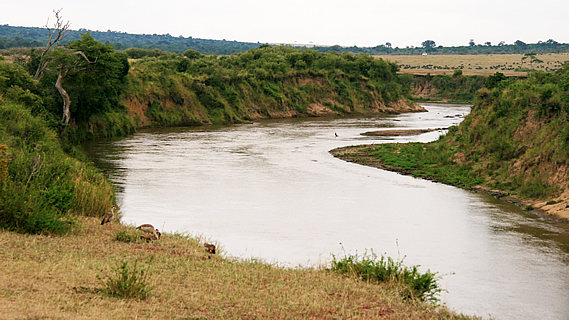 The Mara River