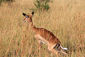 Alert gazelle