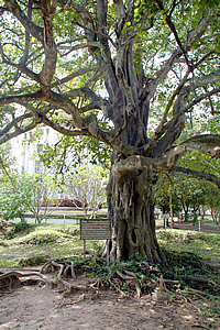 "Magic tree. The tree was used as a tool to hang a loudspeaker which make sound louder to avoid the moan of victims while they were being executed"