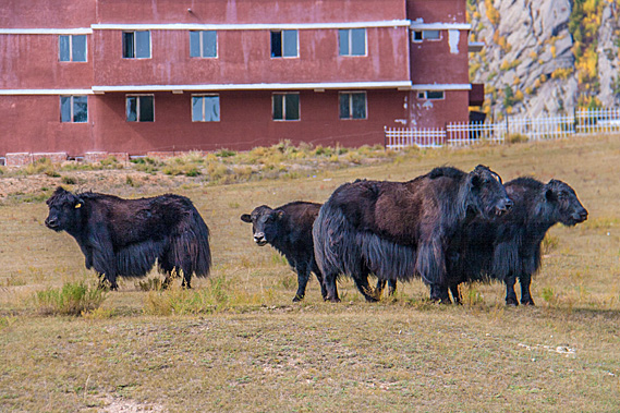 Shorn yaks