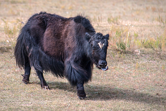 Yak with a dark tongue