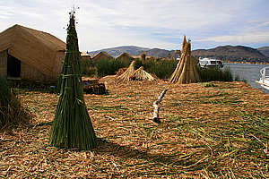 Stacks of reed drying in the sun