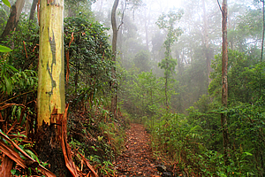 Gum trees along the misty trail 