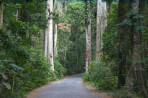 Narrow road through the forest