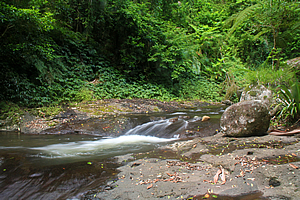 West Canungra Creek