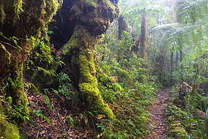 Track through misty beech forest