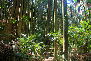 Forest in Palm Grove