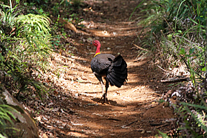 Brush turkey leading the way