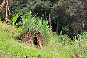 A hut with vegetation shooting out of it
