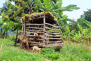 Village livestock