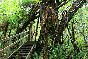 Trail staircase in the forest 