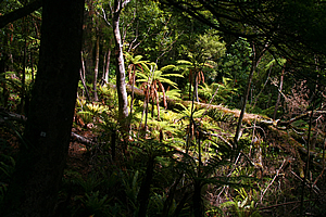 Forest behind Sydney Cove