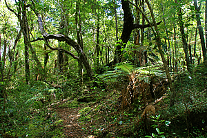 Forest near The Snuggery