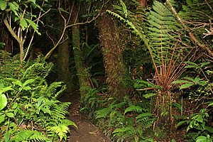 Trail through dark forest