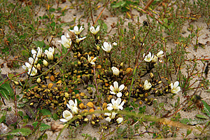 Flowers in the dunes