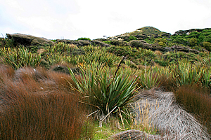 Flax and tussock growing in the dunes