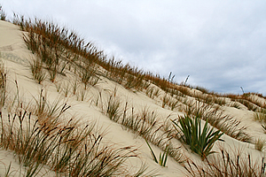 Dunes near the beach