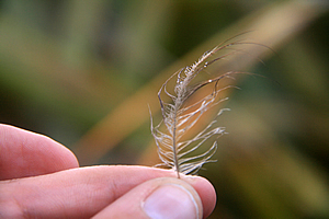 Kiwi feather
