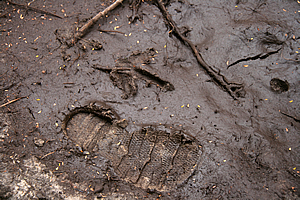 Kiwi footprint next to a size 6 boot 