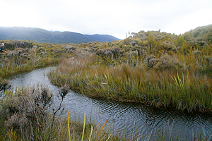 Pond in the swamp near Freshwater Stream