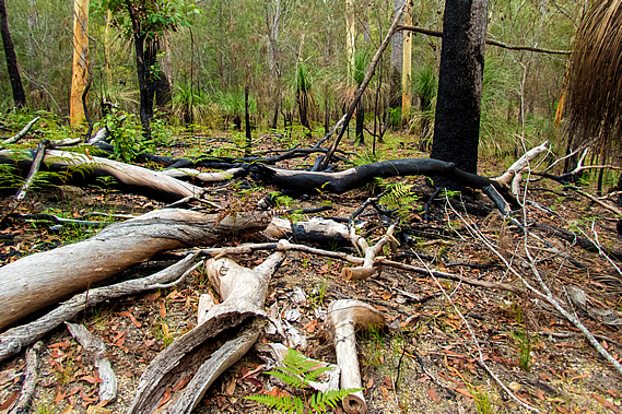 Burnt forest at the bluff bottom