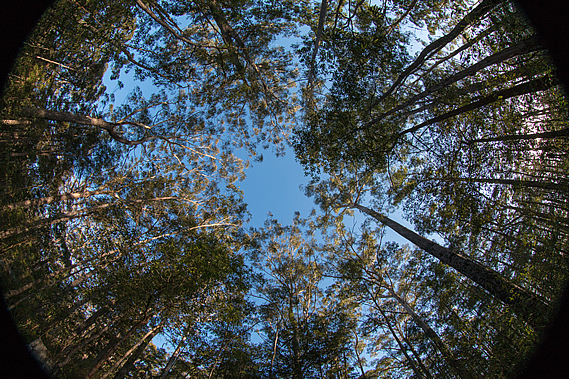 Forest canopy