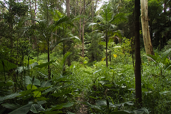 Palm forest near end of reserve