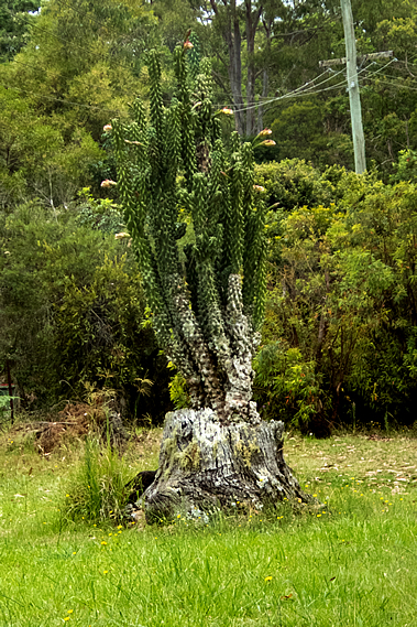 Cactus in a Stump