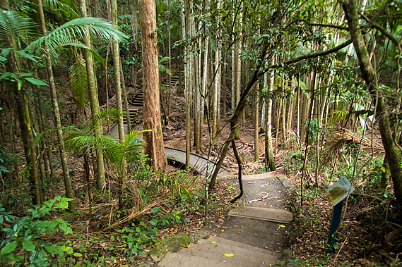 Steps into the gully