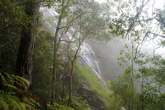 Kondalilla Falls in the mist