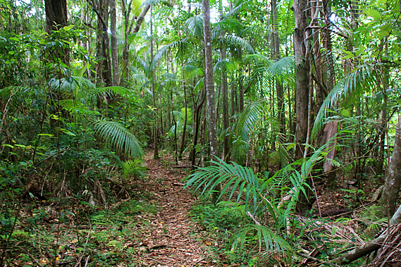 Rainforest near Obi Obi Creek