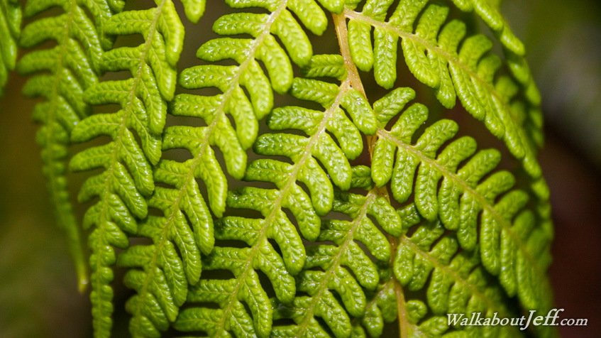 Frond of tree fern