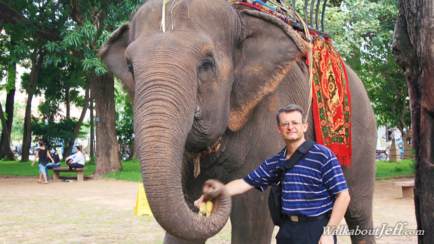 Elephant in Phnom Penh