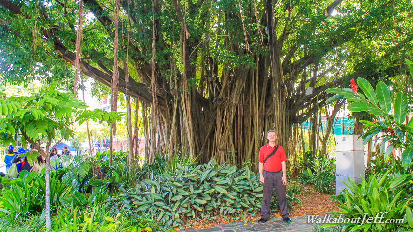 Fig tree in Cairns