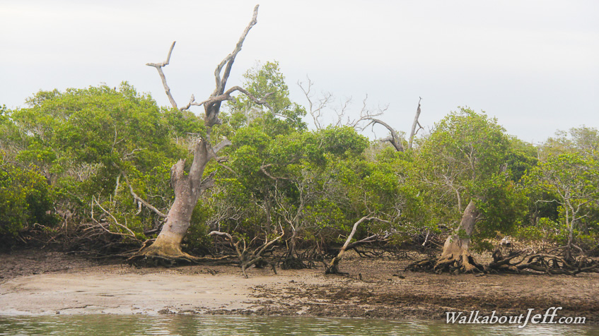 Mangroves of the Slipping Sands