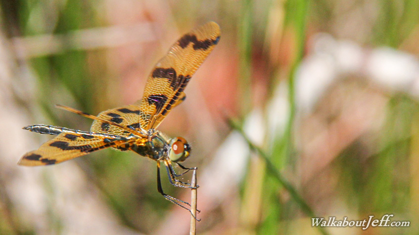 Dragonfly with golden wings